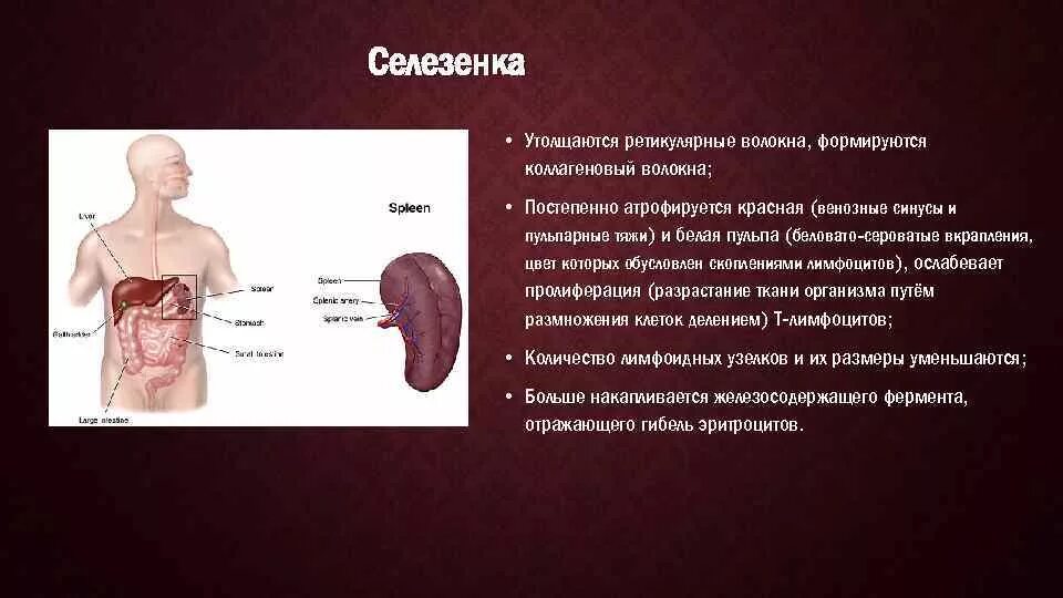 Лечение селезенки у мужчин. Селезенка. Селезенка человека. Расположение селезенки. Селезенка система органов.