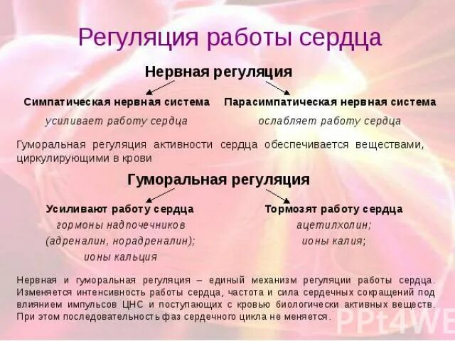 Обеспечивает регуляцию сердечной деятельности химический элемент