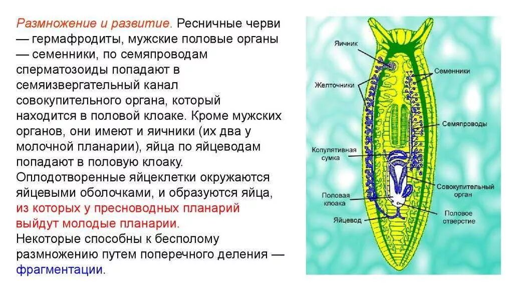 Развитие систем органов у червей. Реснитчатые плоские черви. Ресничные черви размножение. Половая система ресничного червя. Выделительная система ресничных червей.