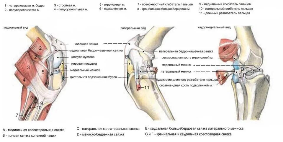 Медиальный вывих коленной чашечки. Медиальный вывих коленной чашки. Латеральный вывих коленной чашечки у собак. Коленная чашечка у кошки. Операция коленного сустава новосибирск