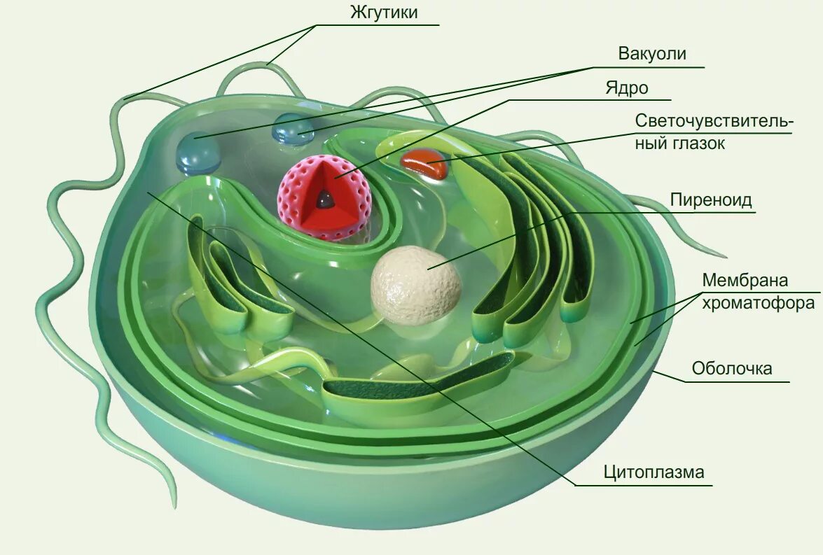 Крупная органелла водорослей