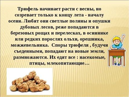 Характеристика трюфеля