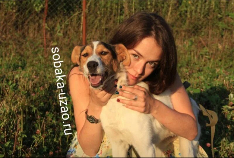 собаки щербинка