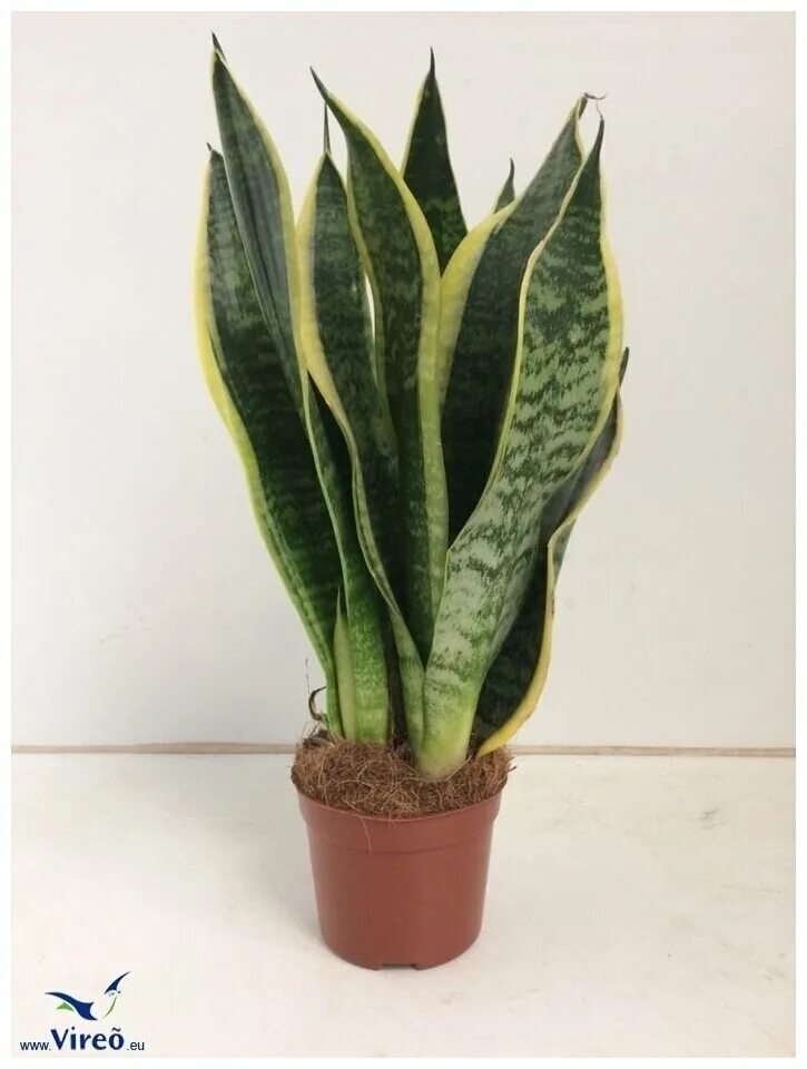 сансевиерия суперба описание. сансевиерия суперба описание. сансевиерия футура суперба. сансевиерия футура суперб. сансевиерия суперба описание.