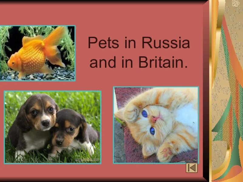 Презентации на тему Pets. Презентация Pets and other animals. Pets in Russia 2 класс. Pets in Russia 3 класс. Pets in russia