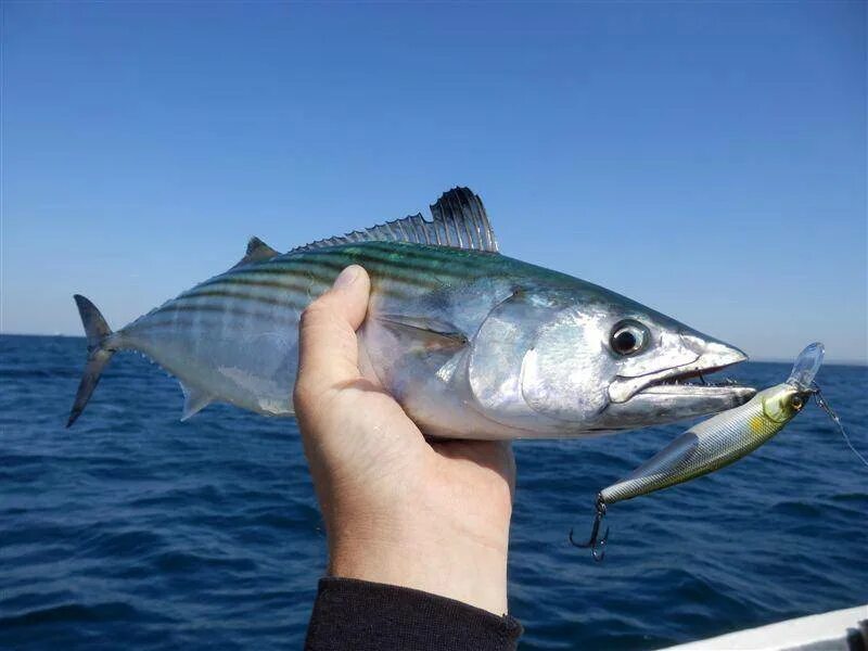 Пиламида. Пеламида рыба балтийская. Черноморская скумбрия пеламида. Черноморская скумбрия пеламида. Атлантическая пеламида.