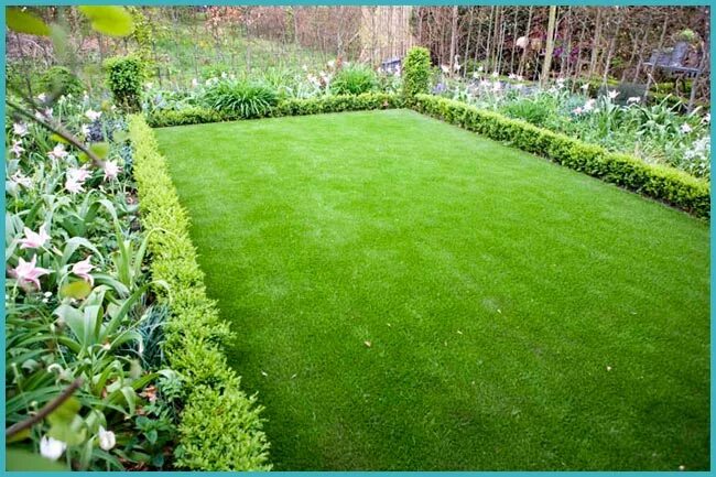 Газон на дачном участке. Газон с41а23. Газон в339те750. Сделать зеленый газон. Ухоженный газон.