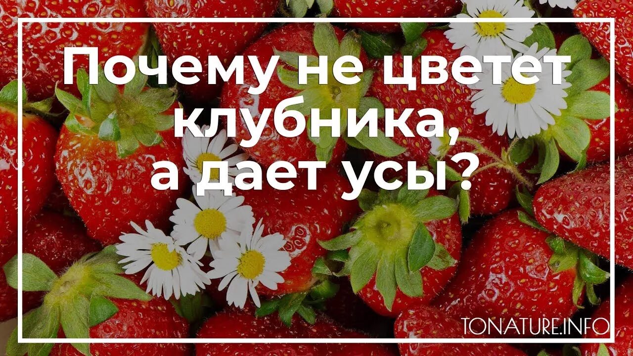 Земляника садовая куст. Земляника мелкая. Клубника в тарелке. Лето ягоды. Земляника садовая мелкая.