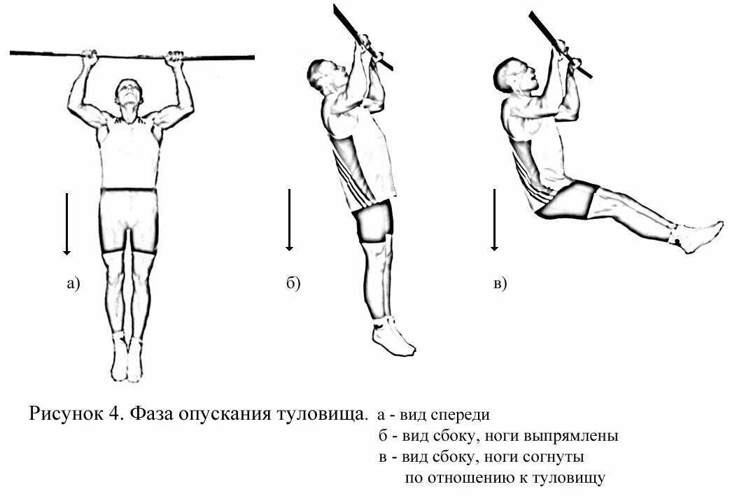 Подтягивания схематично сбоку. Подтягивание на перекладине техника выполнения упражнения. Подтягивание туловища на перекладине техника. Хват снизу