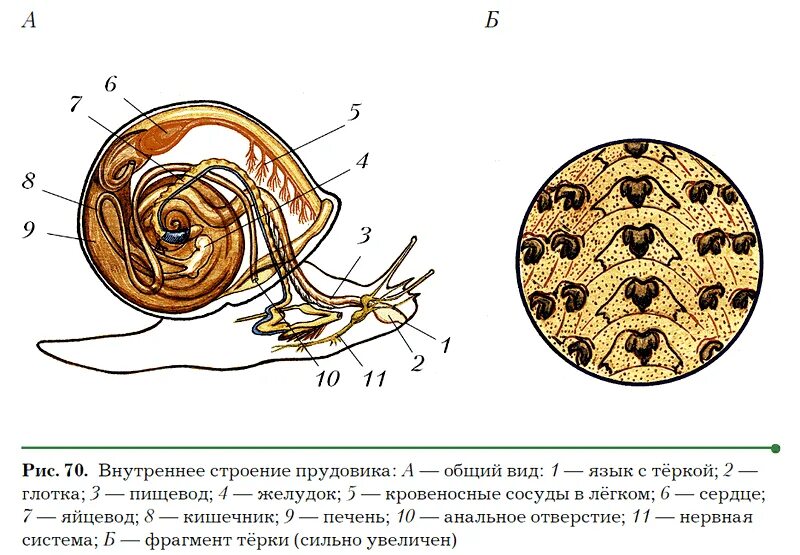 Какой тип развития характерен для прудовика обыкновенного. Пищеварительная система прудовика обыкновенного. Строение улитки. Внутреннее строение обыкновенного прудовика. Внешнее строение прудовика.