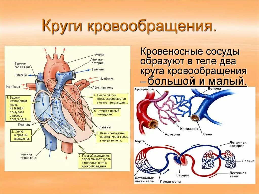 3 отдела кровообращения