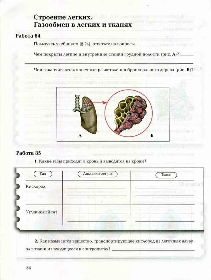 Рабочая тетрадь по биологии читать. Биология 8 класс рабочая тетрадь. Биология 8 класс рабочая тетрадь маш драгомилов 1 часть. Рабочая тетрадь по биологии 8 класс драгомилов. Рабочая тетрадь по биологии 8 класс строение легких.