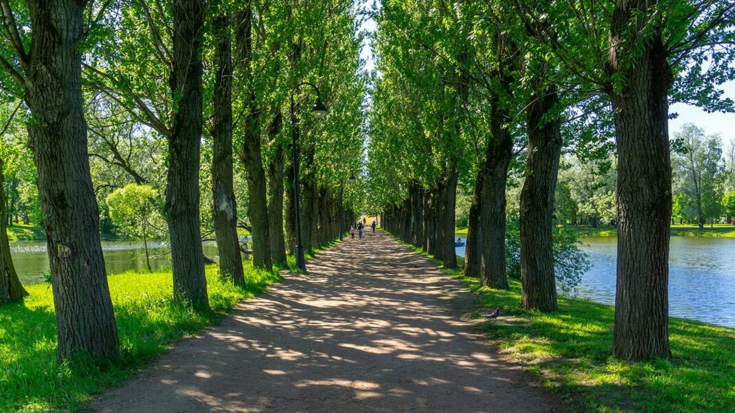 Вдоль аллеи росло несколько деревьев