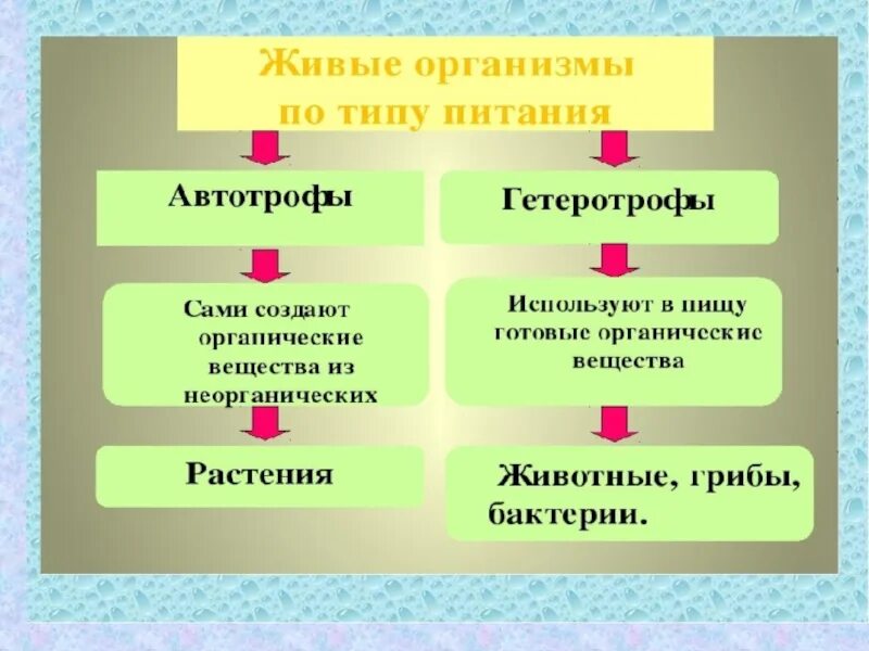 Какую роль в сообществе играют гетеротрофные организмы. Автотрофный и гетеротрофный Тип питания. Биология 5 класс типы питания автотрофы и гетеротрофы. Автотрофный Тип питания гетеротрофный Тип. Автоторфти гетероторф.