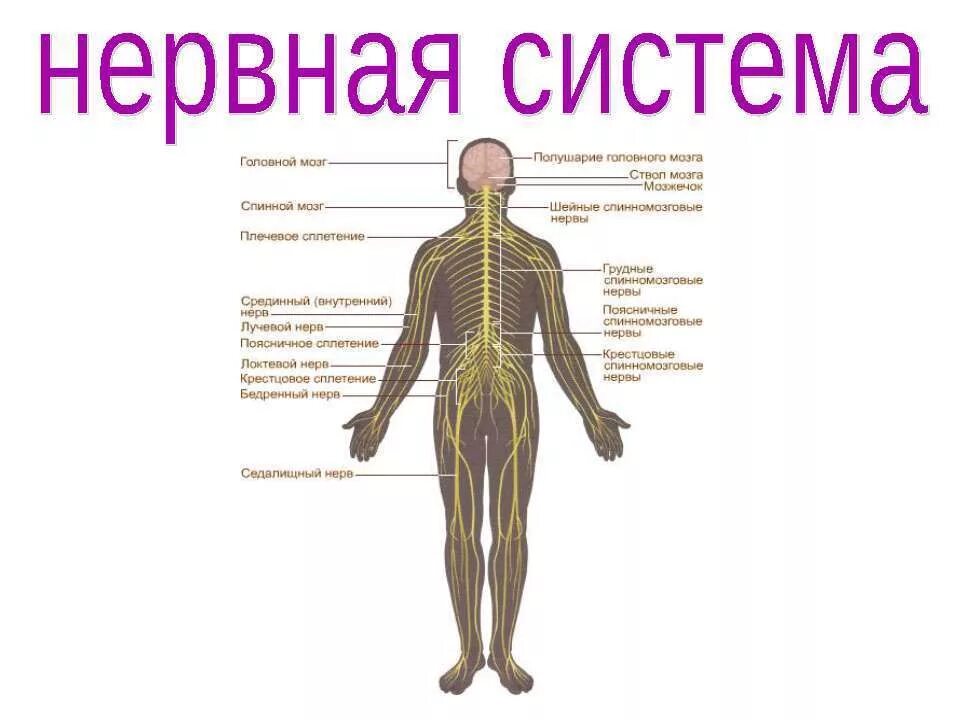 Нервная система человека строение и функции схема. Рисунок строение нервной системы человека. Из чего состоит нервная система органы. Нервная система человека схема 4 класс