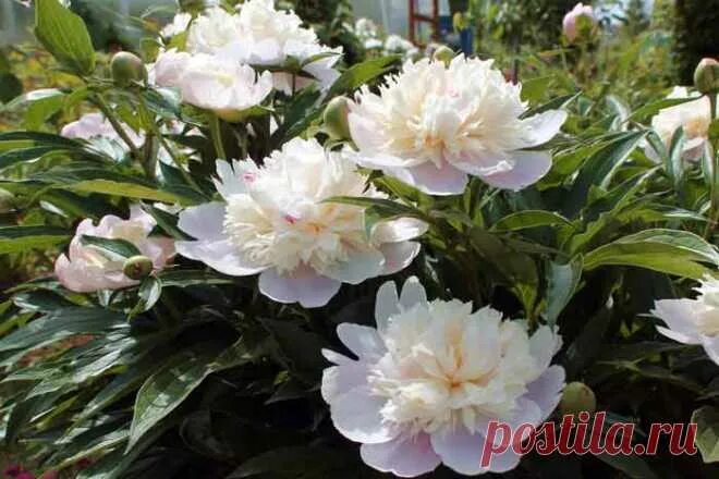 Пион Аргентина Paeonia Argentine