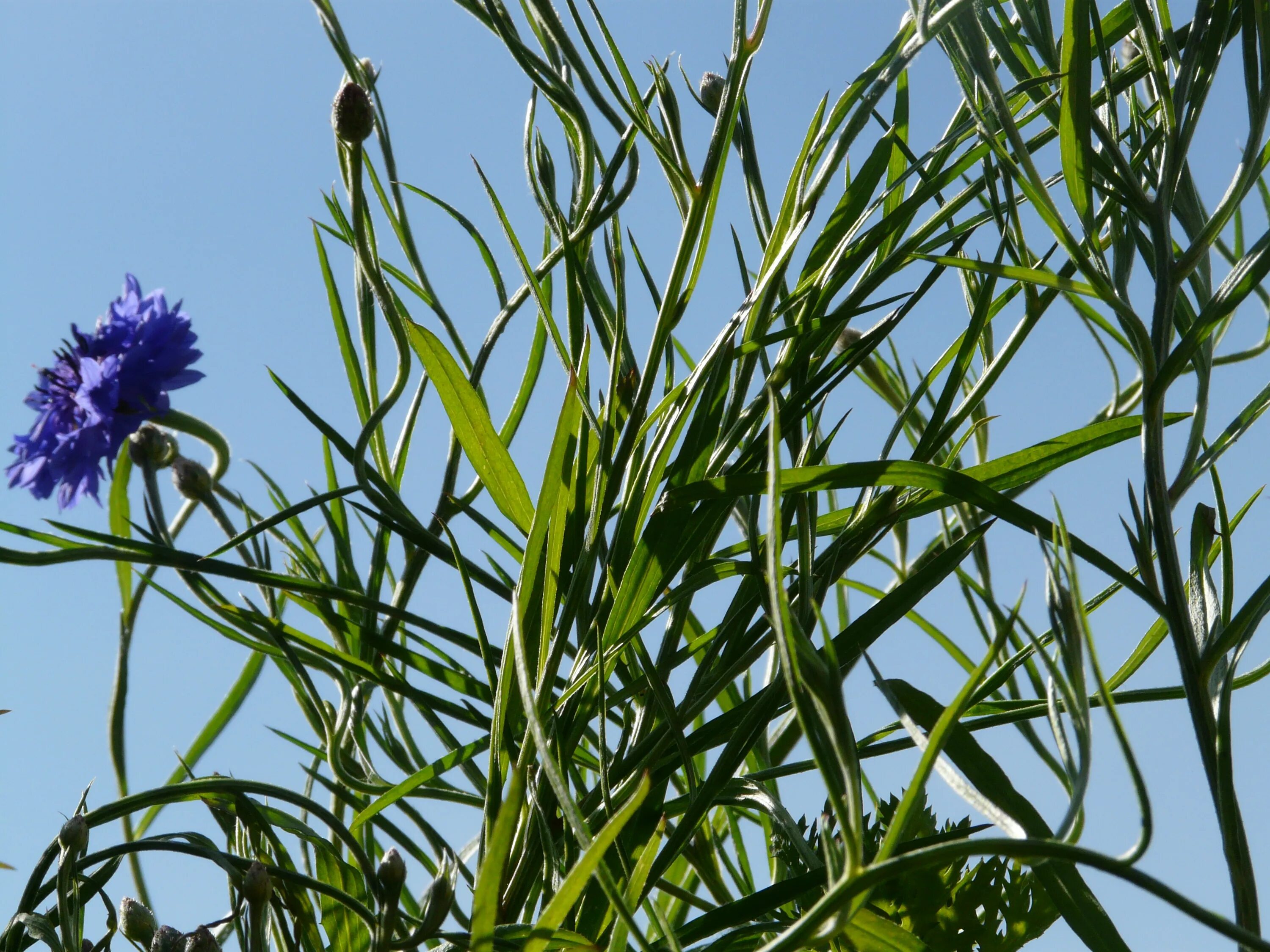 Василек синий (Centaurea cyanus). Василек полевой листья. Василек Луговой листья. Василек листья и стебли.