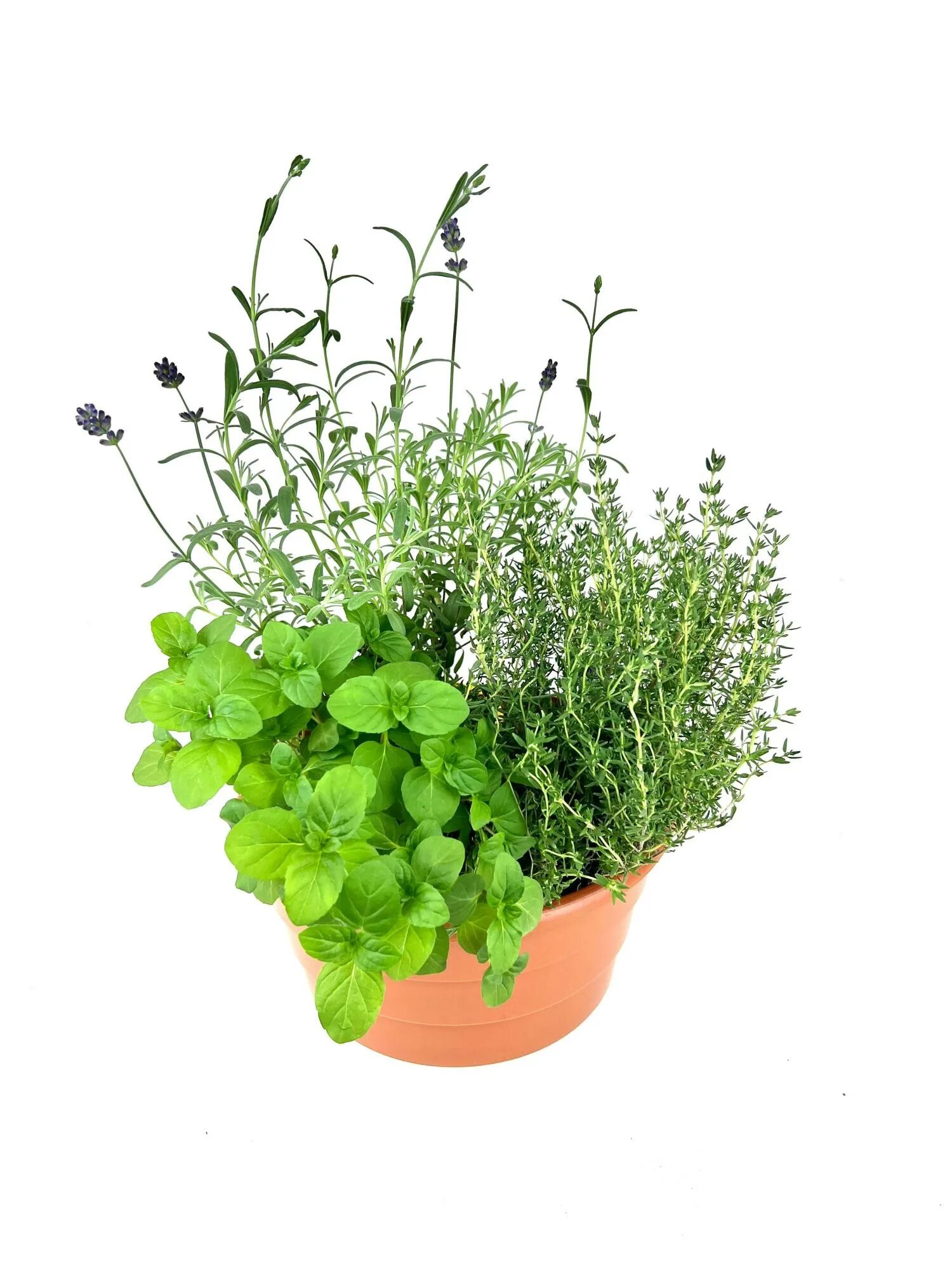 Чай чабреца и мяты. Орегано майоран базилик. Мята тимьян. Чабрец и мята. Мята тимьян.