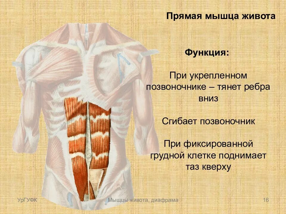 Передняя прямая мышца живота. Прямая мышца живота. Функция прямой мышцы живота. Прямая мышца живота функции. Функция прямой мышцы жив.