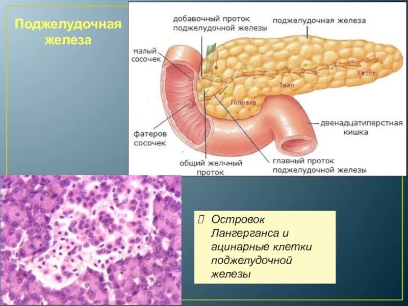 Поджелудочная железа анатомия структура. Tuber omentale поджелудочной. Строение поджелудочной железы анатомия. Серозная оболочка поджелудочной железы. Поджелудочная железа свиньи
