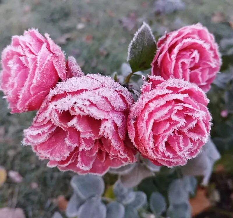 Рифма стихотворения. И вот уже трещат морозы. Пушкин и онегин на набережной невы. Как придумать стих. Увяла роза дитя зари.