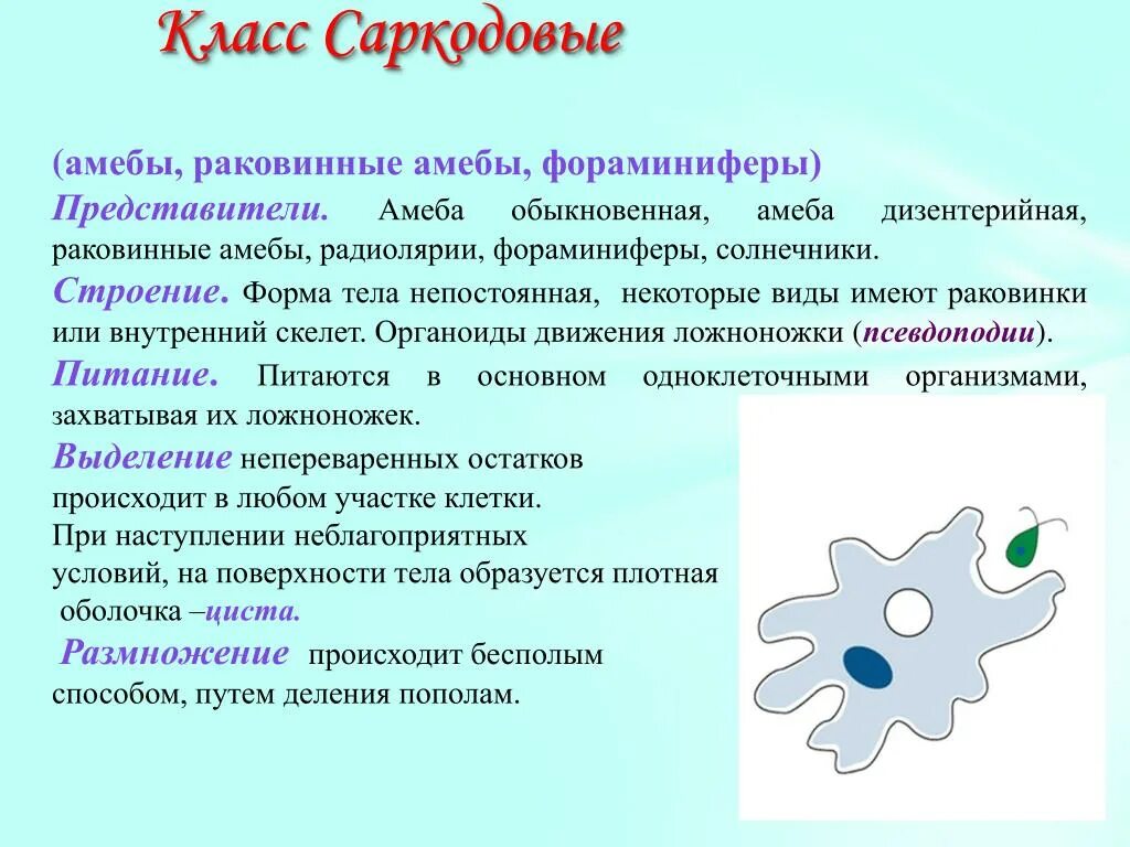 Какой способ характерен для амебы. Амёба обыкновенная характеристика кратко. Амеба обыкновенная краткая характеристика. Класс Саркодовые амёба обыкновенная. Амёба обыкновенная кратко.