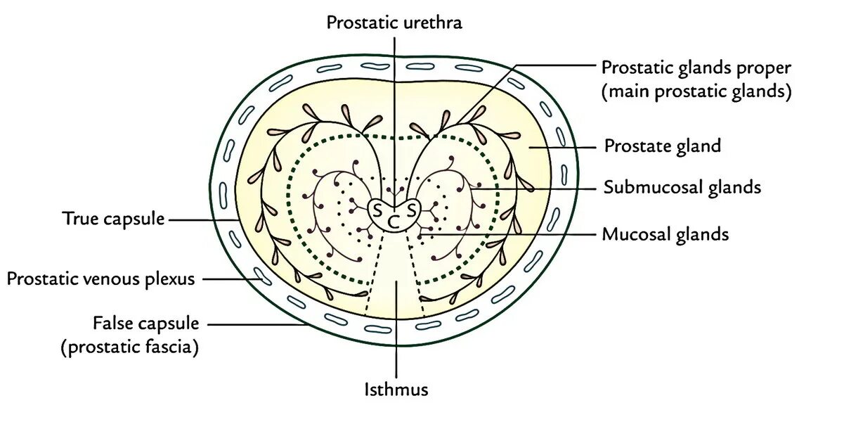 Предстательная железа капсула. Prostate Zonal Anatomy. DHEA prostate. Prostate Innervation.