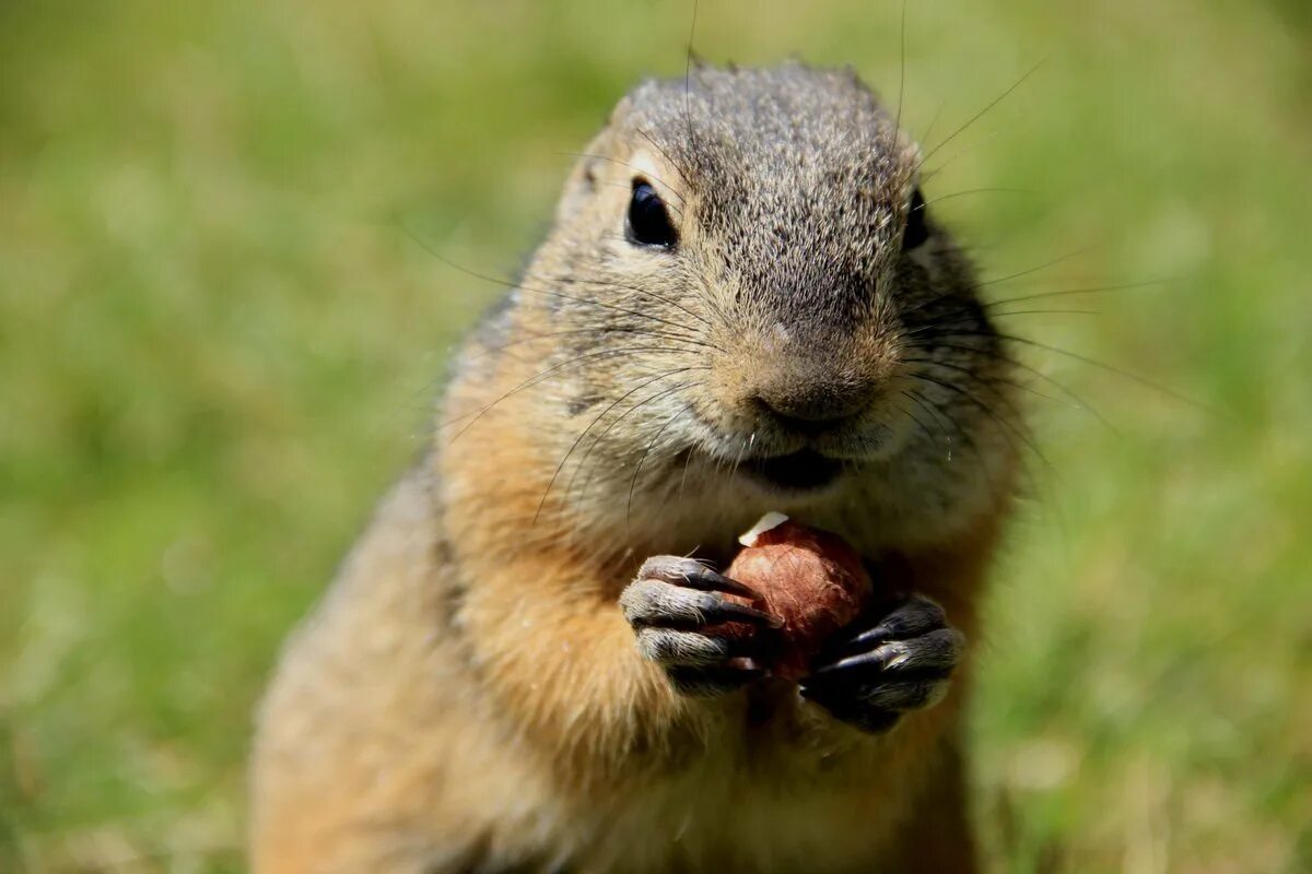 Суслик питание. Европейский суслик (Spermophilus citellus). Суслик Краснощекий. Суслик Европейский (суслик серый. Крапчатый суслик.