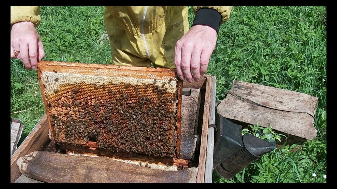 Пасека с лежаками. Пчеловодство видео новинка. Пересадка пчел весной в чистый улей. Белорусский пчеловод рахматуллин. Пасека скупновых нуклеусы.