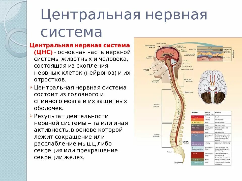 Центральная нервная система состоит у животных из. Каково строение центральной нервной системы. Какими структурами образована Центральная нервная система. Центральная нервная система состоит. Органы центральной и периферической нервной системы