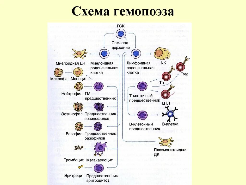 Стадии развития крови. Схема кроветворения стволовая клетка. Клетки крови схема кроветворения. Созревание клеток крови схема. Гемопоэз современная схема кроветворения.