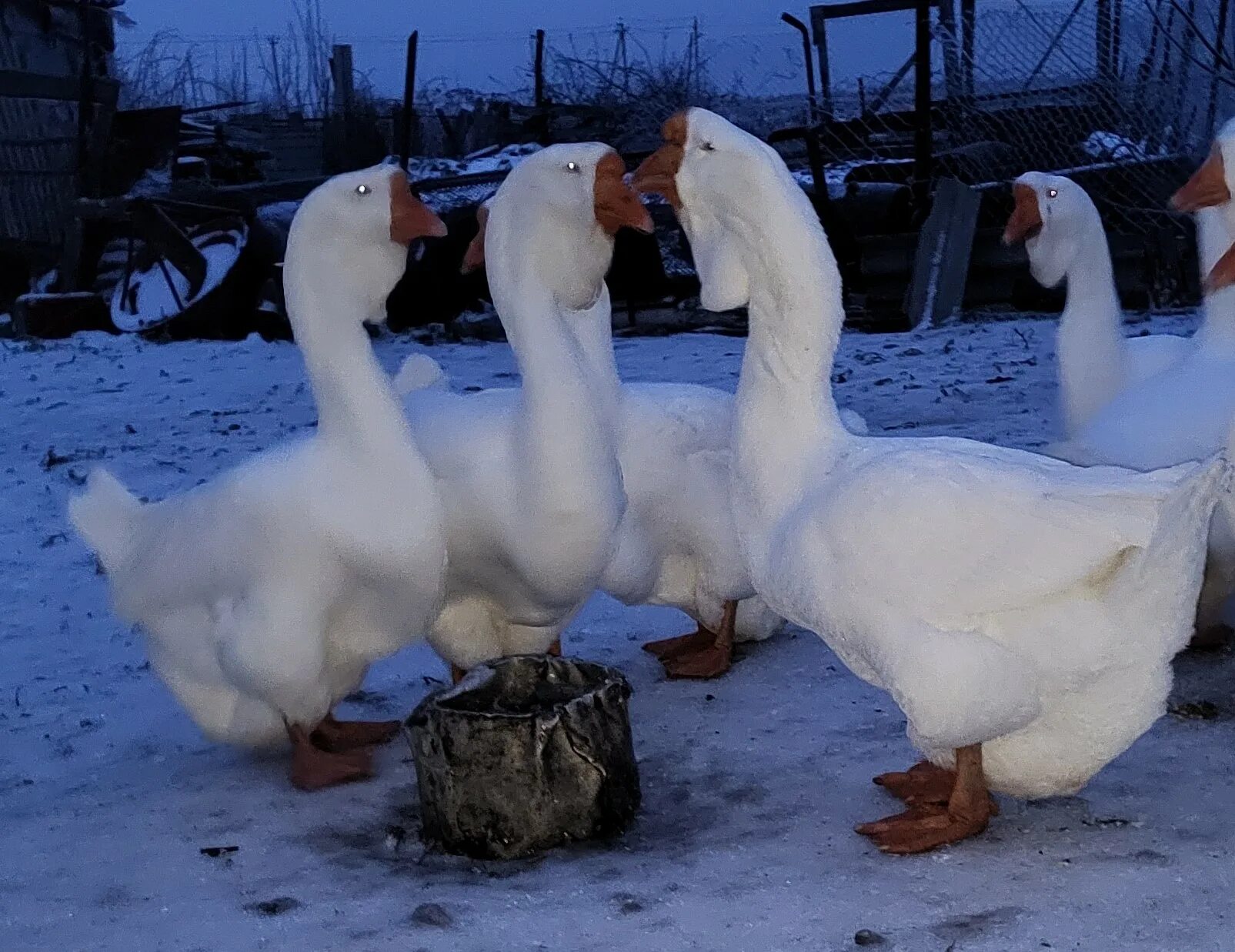 Тульская горбоносая порода гусей. Пегие гуси. Пегие гуси. 9 гусей. Эдемская порода гусей.