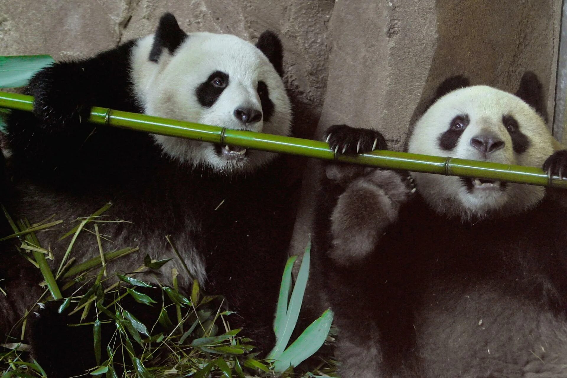 Большая панда что едят. Панда на бамбуке. Панда жует бамбук. Китай Панда бамбук. Большая Панда с бамбуком.
