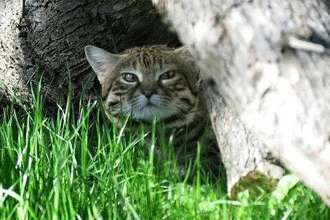 Чернолапая кошка