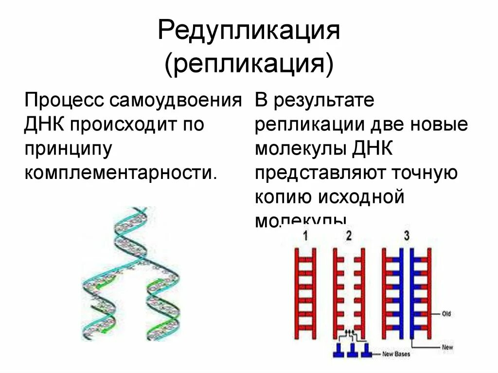 Редупликация молекулы днк происходит в. Редупликация молекулы днк происходит в