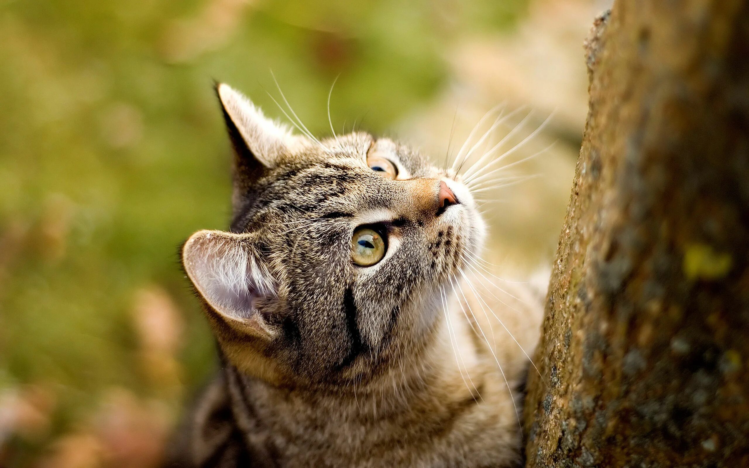 Cat org