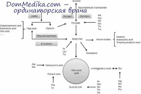 Типы гормонального влияния биохимия