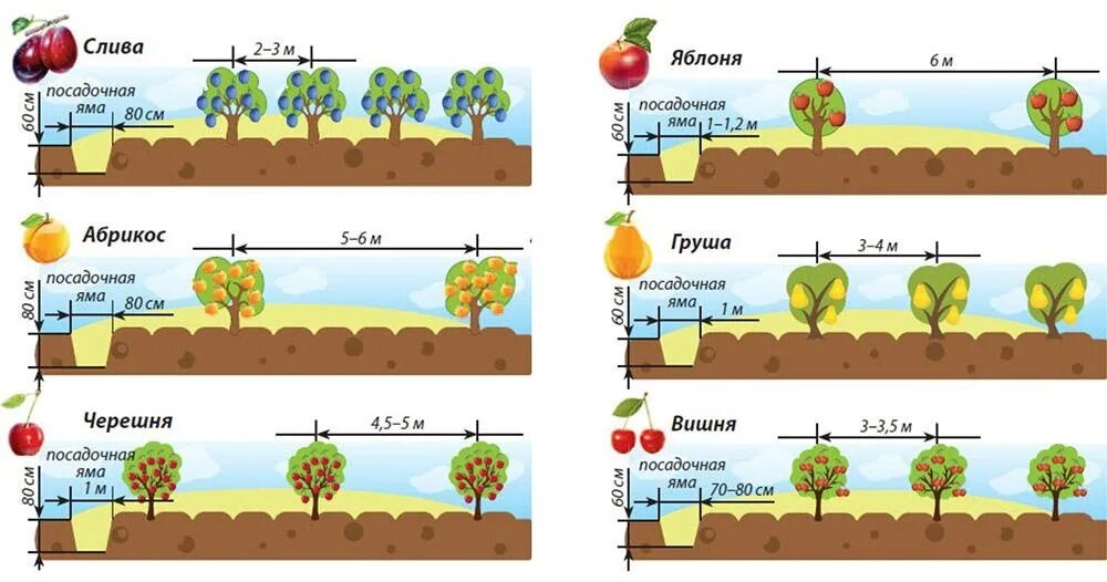 Какое расстояние между яблонями при посадке. Схема посадки саженцев плодовых деревьев. Схема посадки кустарников плодовых между деревьями. Схема посадки плодовых деревьев таблица. Схема посадки плодовых саженцев на участке.