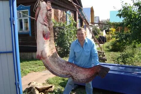 Большая рыба 2