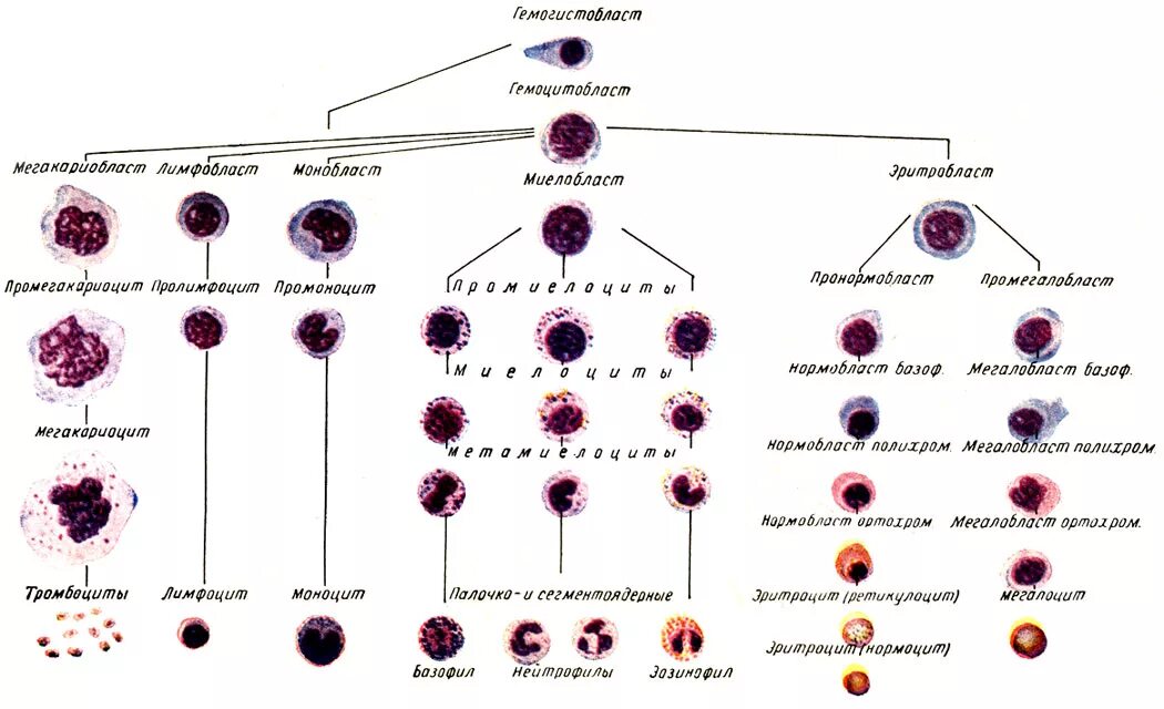 Стадии развития крови. Схема гемопоэза лейкоцитов. Схема кроветворения кровь костный мозг. Схема дифференцировки лейкоцитов. Современная схема кроветворения эритропоэз.