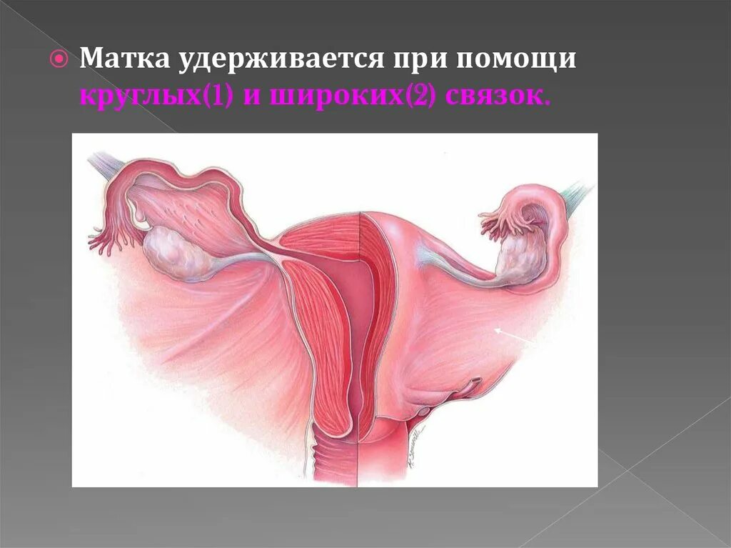 Здоровые женские половые. Здоровые женские половые органы. Здоровая женская половая система. Как выглядят Здоровые женские половые.