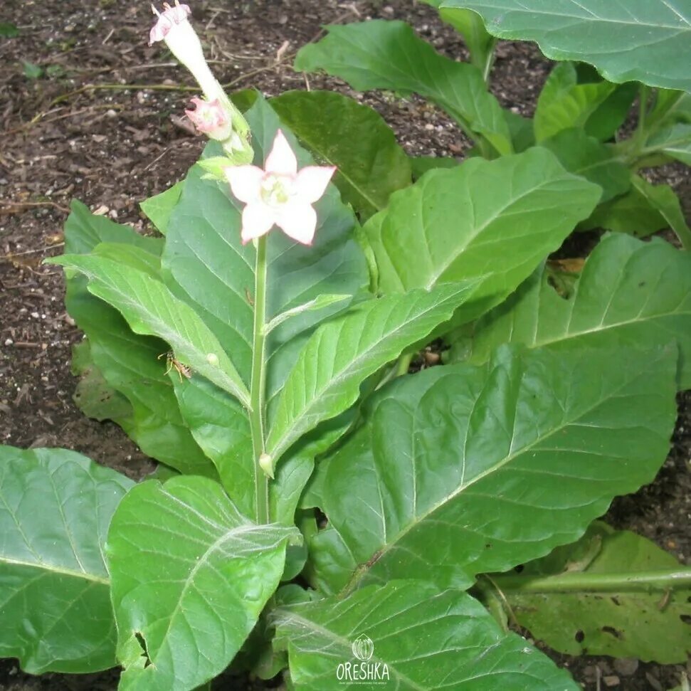 Табак сорт Гавана. Растение Nicotiana tabacum. Сорт табака Берли. Табак махорка (Nicotiana Rustica l.).