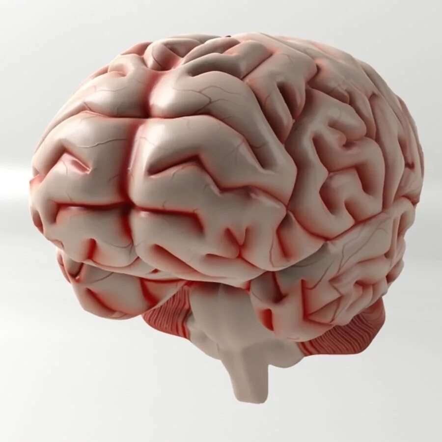 Brain model. Макет мозга. Модель головного мозга. Моделирование мозга.