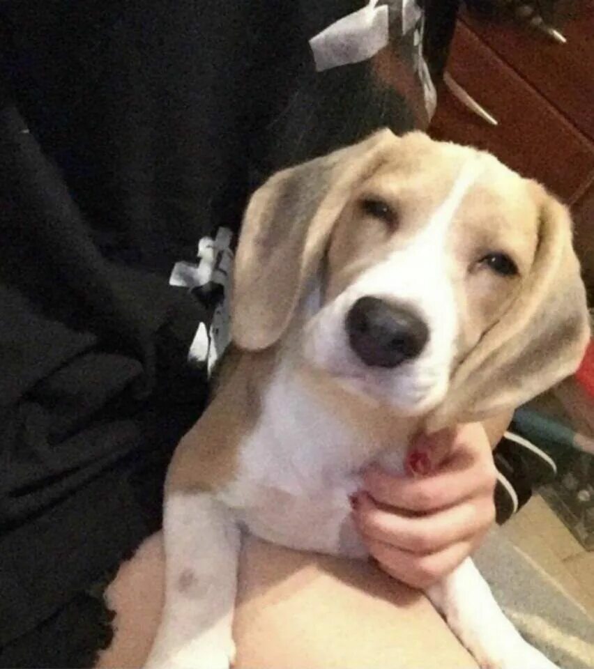 Собака плохо писать. Люди не выбрасывайте животных на улицу. Плохой песик. Непослушная собака. Животные в плохом содержание.