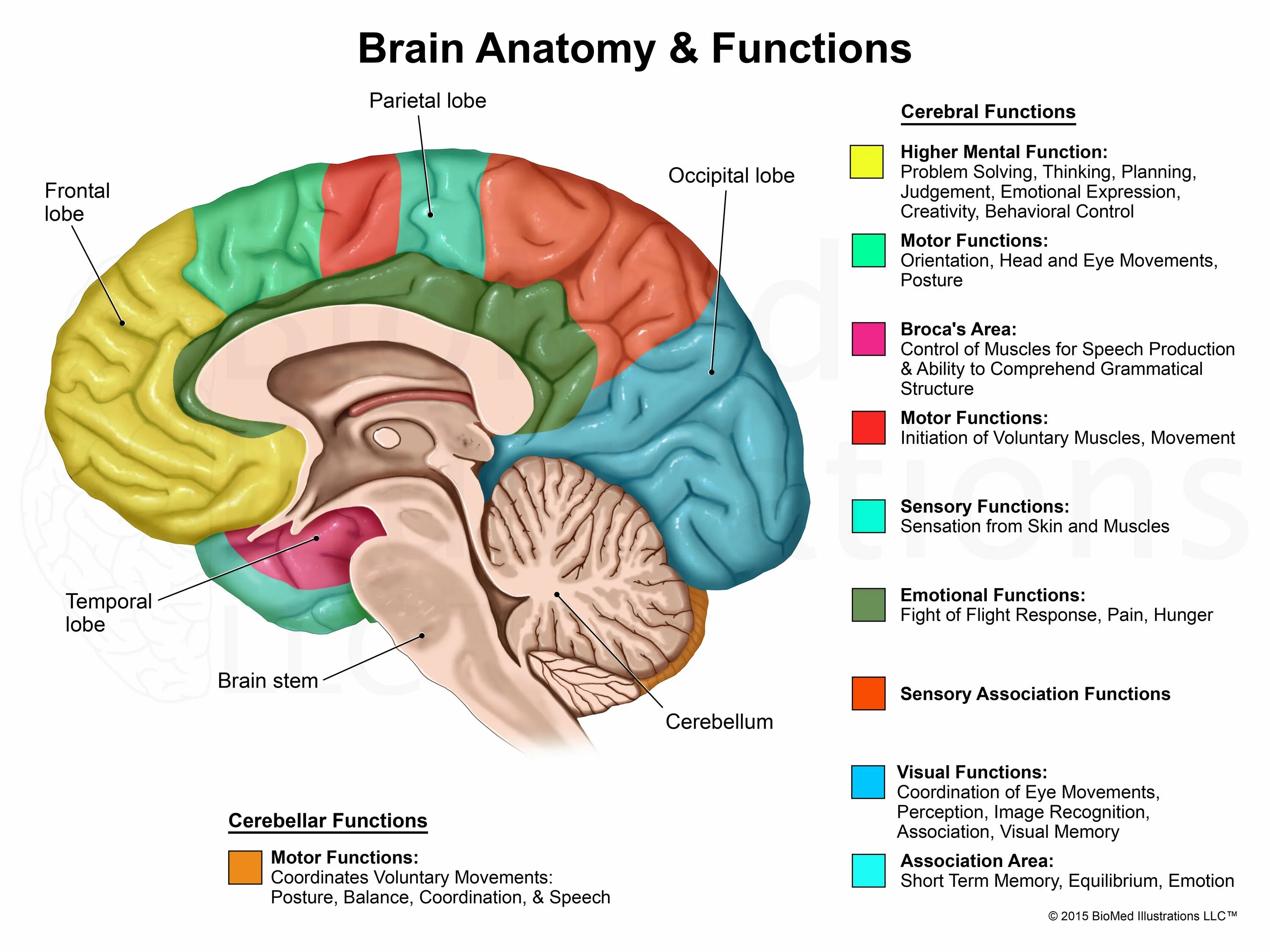 Мозг анатомия. Головной мозг анатомия. Parts of Brain and their function.