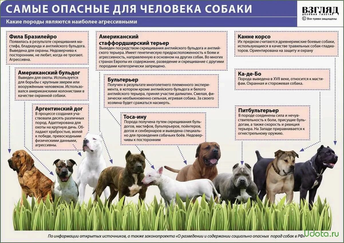 Самые опасные собаки для человека. Породы собак с фотографиями. Таблица опасных собак. Разнообразие пород собак. Ответственное содержание животных