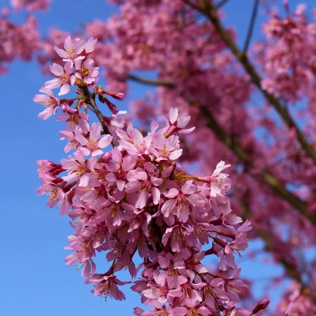 Сакура Пайн. Сакура (вишня декоративная) Ошидори. Сакура «паян». Prunus Incisa 'Paean'.