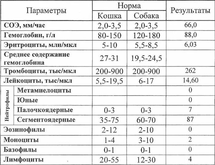 Соэ 60 у мужчины причины. СОЭ В крови повышен у женщины. Повышены СОЭ И эритроциты. Показатели лейкоцитов при онкологии. Степени повышения СОЭ.