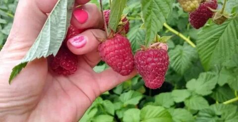 Малина дельбар манифик отзывы