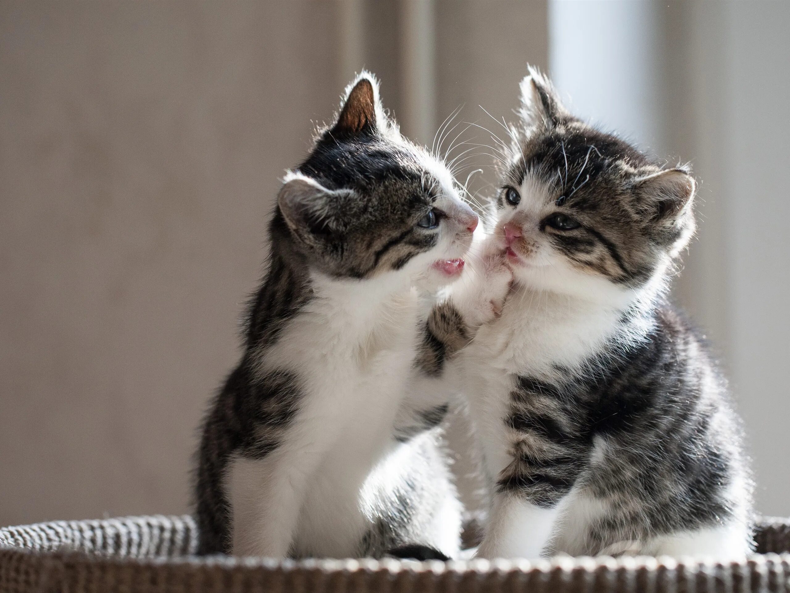 Два милых котенка. Два милых котенка. Рыжие коты. Две милые кошки. Котята любовь.